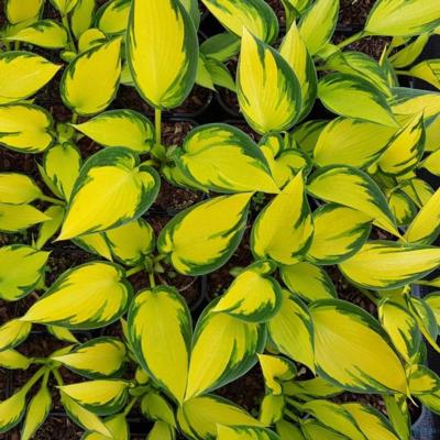 Hosta 'Orange Star'